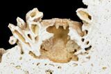 Fossil Crab (Potamon) Preserved in Travertine - Turkey #121391-3